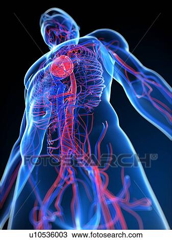 Cardiovascular system, computer artwork. View Large Photo Image Stock Image - Cardiovascular system, computer artwork.. Fotosearch