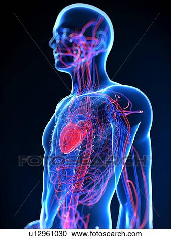 Cardiovascular system, computer artwork. View Large Photo Image Stock Image - Cardiovascular system, computer artwork.. Fotosearch