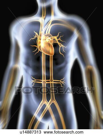 Stock Image - Cardiovascular system. Computer artwork of a male torso and the cardiovascular system.. Fotosearch