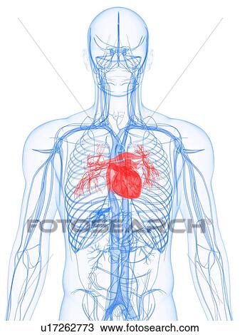 Stock Image - Cardiovascular system, computer artwork.. Fotosearch