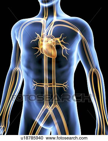 Cardiovascular system. Computer artwork of a male torso and the cardiovascular system. View Large Photo Image Stock Image - Cardiovascular system. Computer artwork of a male torso and the cardiovascular system.. Fotosearch