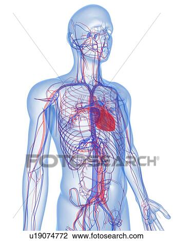 Stock Image - Cardiovascular system, computer artwork.. Fotosearch