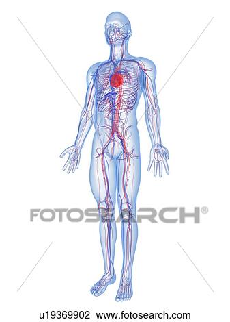 Cardiovascular system, computer artwork. View Large Photo Image Stock Image - Cardiovascular system, computer artwork.. Fotosearch