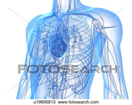 Stock Image - Cardiovascular system, computer artwork.. Fotosearch