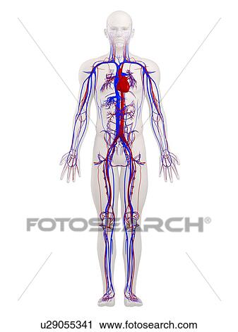 Stock Image - Cardiovascular system, computer artwork.. Fotosearch