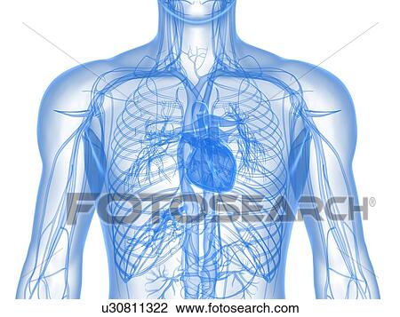 Stock Image - Cardiovascular system, computer artwork.. Fotosearch