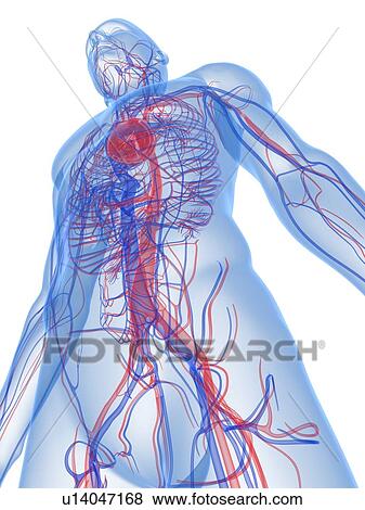 Stock Photo - Cardiovascular system, computer artwork.. Fotosearch