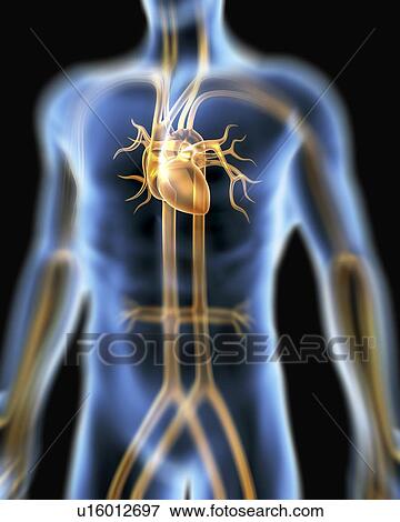Cardiovascular system. Computer artwork of a male torso and the cardiovascular system. View Large Photo Image Stock Photo - Cardiovascular system. Computer artwork of a male torso and the cardiovascular system.. Fotosearch