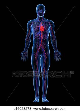Stock Photo - Cardiovascular system, computer artwork.. Fotosearch