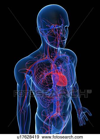 Stock Photo - Cardiovascular system, computer artwork.. Fotosearch