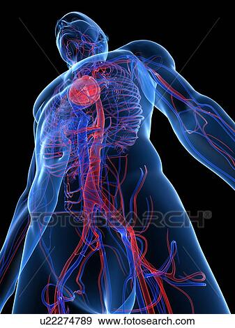 Cardiovascular system, computer artwork. View Large Photo Image Stock Photo - Cardiovascular system, computer artwork.. Fotosearch