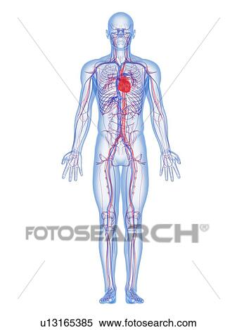 Cardiovascular system, computer artwork. View Large Photo Image Stock Photography - Cardiovascular system, computer artwork.. Fotosearch