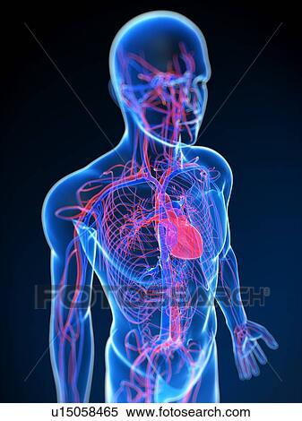 Stock Photography - Cardiovascular system, computer artwork.. Fotosearch