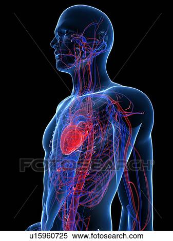 Cardiovascular system, computer artwork. View Large Photo Image Stock Photography - Cardiovascular system, computer artwork.. Fotosearch