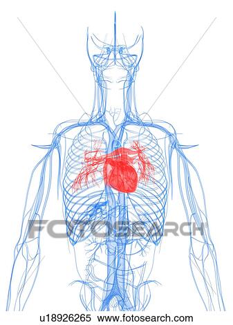 Cardiovascular system, computer artwork. View Large Photo Image Stock Photography - Cardiovascular system, computer artwork.. Fotosearch