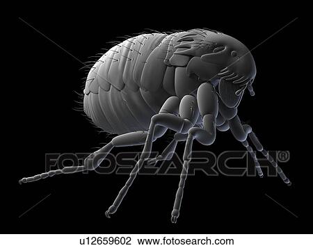 Stock Image - Cat flea (Ctenocephalides felis), computer artwork.. Fotosearch