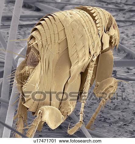 Stock Image - Cat flea (Ctenocephalides felis), coloured scanning electron micrograph (SEM). Magnification: x50 when printed at 10 centimetres wide.. Fotosearch