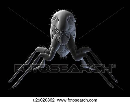 Stock Image - Cat flea (Ctenocephalides felis), computer artwork.. Fotosearch