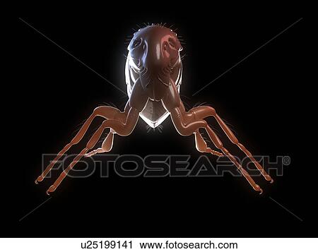 Cat flea (Ctenocephalides felis), computer artwork. View Large Photo Image Stock Image - Cat flea (Ctenocephalides felis), computer artwork.. Fotosearch
