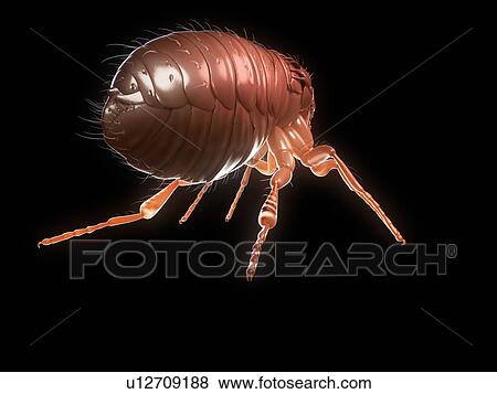 Stock Photo - Cat flea (Ctenocephalides felis), computer artwork.. Fotosearch