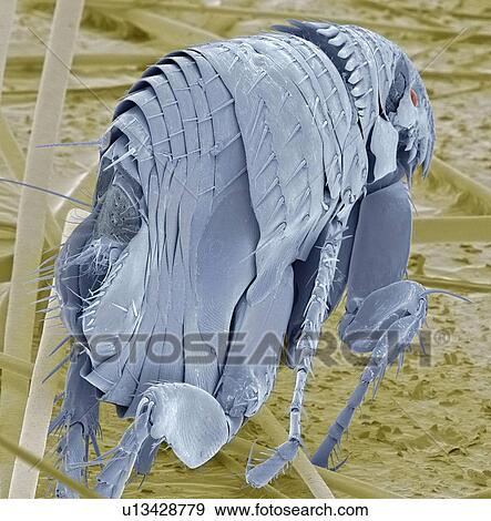 Stock Photo - Cat flea (Ctenocephalides felis), coloured scanning electron micrograph (SEM). Magnification: x50 when printed at 10 centimetres wide.. Fotosearch