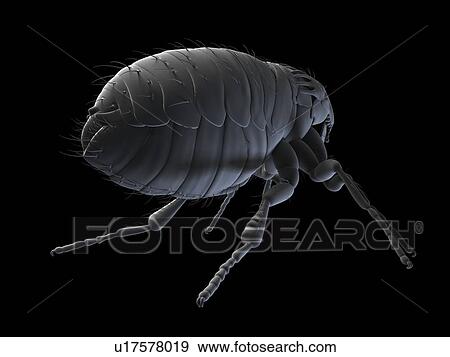 Stock Photo - Cat flea (Ctenocephalides felis), computer artwork.. Fotosearch