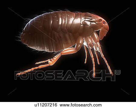 Cat flea (Ctenocephalides felis), computer artwork. View Large Photo Image Stock Photograph - Cat flea (Ctenocephalides felis), computer artwork.. Fotosearch