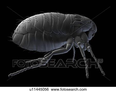 Stock Photograph - Cat flea (Ctenocephalides felis), computer artwork.. Fotosearch