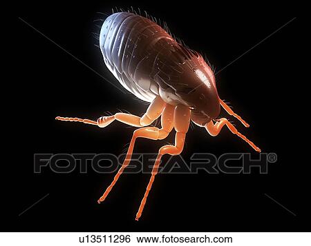 Cat flea (Ctenocephalides felis), computer artwork. View Large Photo Image Stock Photograph - Cat flea (Ctenocephalides felis), computer artwork.. Fotosearch