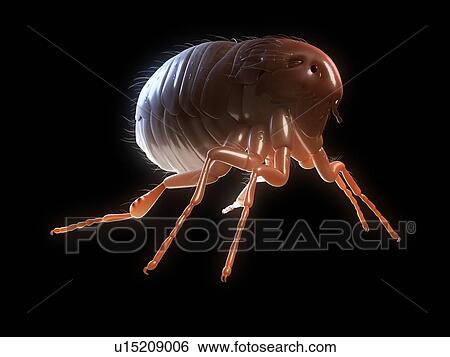 Cat flea (Ctenocephalides felis), computer artwork. View Large Photo Image Stock Photograph - Cat flea (Ctenocephalides felis), computer artwork.. Fotosearch