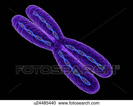 Chromosome, computer artwork. View Large Photo Image Stock Image - Chromosome, computer artwork.. Fotosearch