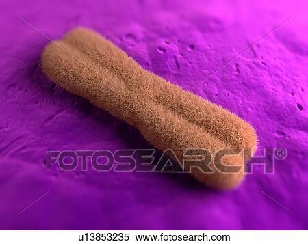 Chromosome, computer artwork. View Large Photo Image Stock Photography - Chromosome, computer artwork.. Fotosearch