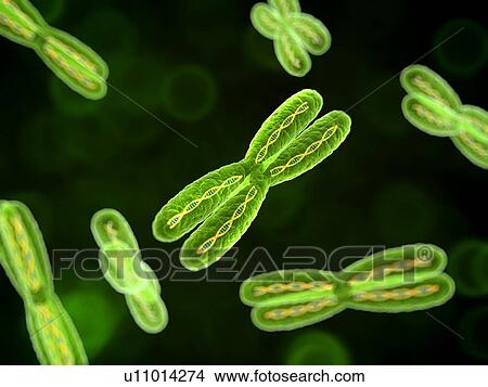 Chromosomes, computer artwork. View Large Photo Image Picture - Chromosomes, computer artwork.. Fotosearch