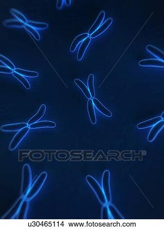 Chromosomes, computer artwork. View Large Photo Image Picture - Chromosomes, computer artwork.. Fotosearch