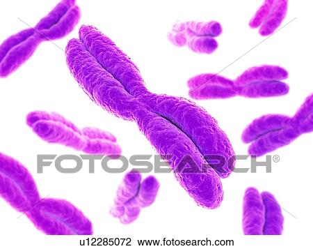 Stock Image - Chromosomes, computer artwork.. Fotosearch