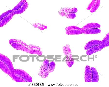 Stock Image - Chromosomes, computer artwork.. Fotosearch
