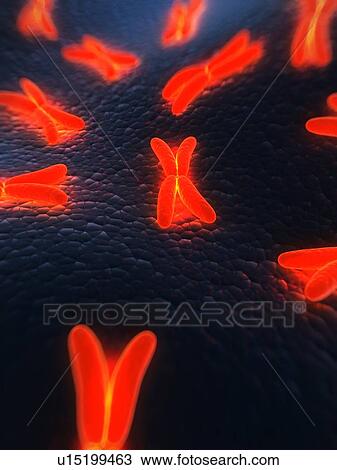 Chromosomes, computer artwork. View Large Photo Image Stock Image - Chromosomes, computer artwork.. Fotosearch