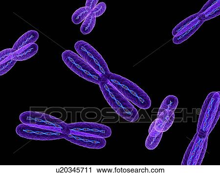 Chromosomes, computer artwork. View Large Photo Image Stock Image - Chromosomes, computer artwork.. Fotosearch