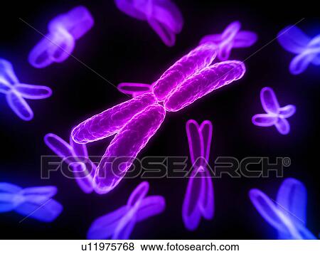 Stock Photo - Chromosomes, computer artwork.. Fotosearch