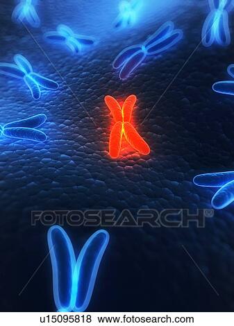Stock Photo - Chromosomes, computer artwork.. Fotosearch