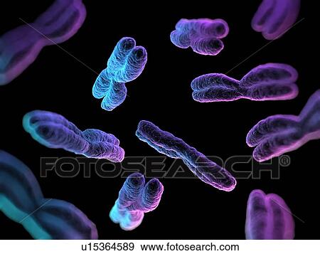 Stock Photo - Chromosomes, computer artwork.. Fotosearch
