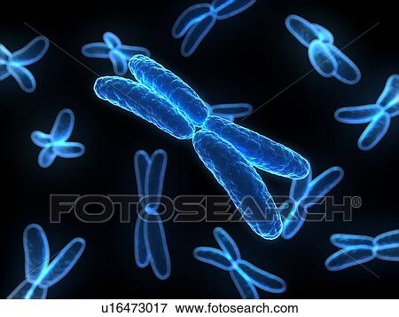 Chromosomes, computer artwork. View Large Photo Image Stock Photo - Chromosomes, computer artwork.. Fotosearch