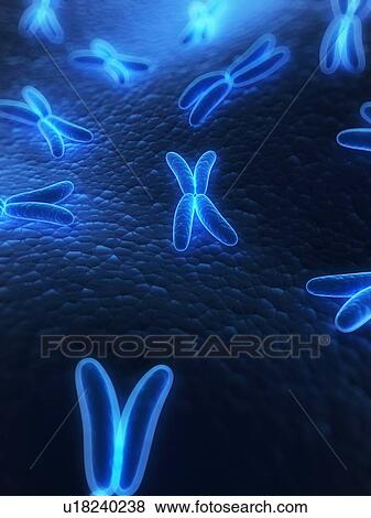 Chromosomes, computer artwork. View Large Photo Image Stock Photo - Chromosomes, computer artwork.. Fotosearch