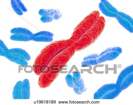 Chromosomes, computer artwork. View Large Photo Image Stock Photo - Chromosomes, computer artwork.. Fotosearch