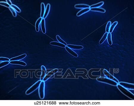 Chromosomes, computer artwork. View Large Photo Image Stock Photo - Chromosomes, computer artwork.. Fotosearch