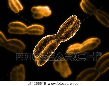 Stock Photograph - Chromosomes, computer artwork.. Fotosearch