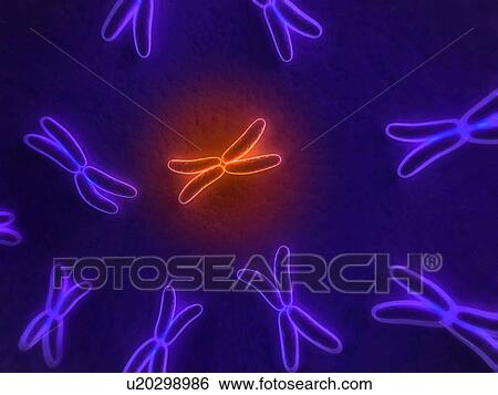 Stock Photograph - Chromosomes, computer artwork.. Fotosearch