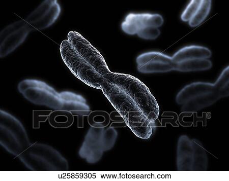 Chromosomes, computer artwork. View Large Photo Image Stock Photography - Chromosomes, computer artwork.. Fotosearch