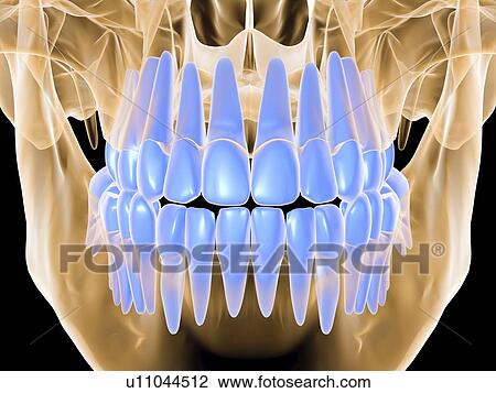Stock Image - Close up x-ray view of a closed mouth. This image highlights the teeth in the jaw with no surrounding tissue or muscle.. Fotosearch