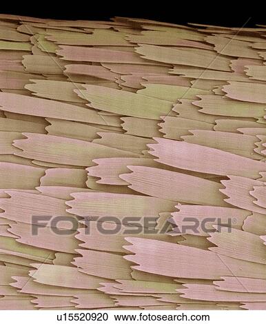 Stock Image - Clothes moth (Tineola bisselliella) wing scales, coloured scanning electron micrograph (SEM). Magnification: x250 when printed at 10 centimetres tall.. Fotosearch